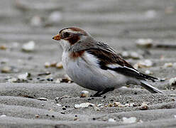 Snow Bunting