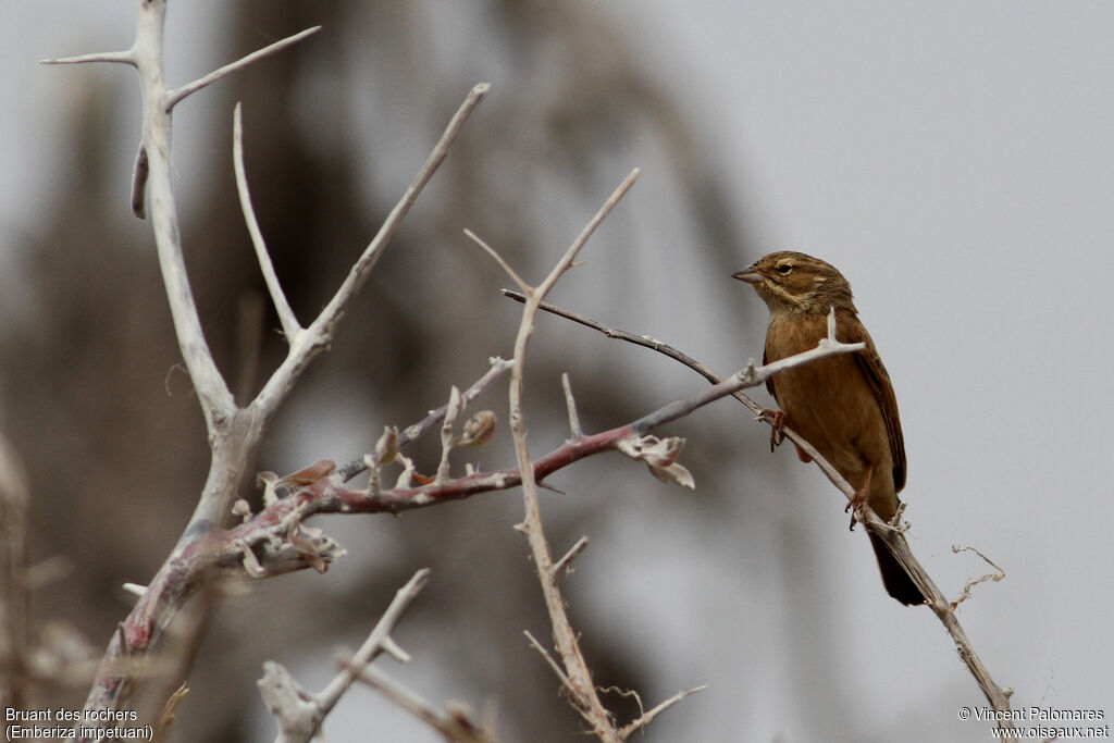 Lark-like Bunting