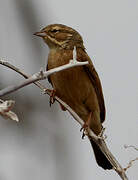 Lark-like Bunting