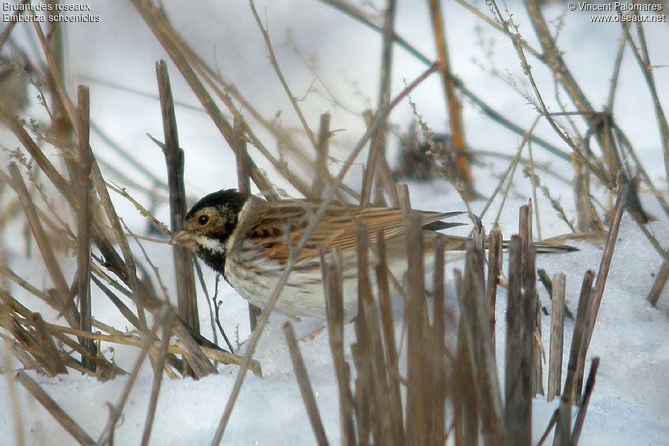 Common Reed Bunting