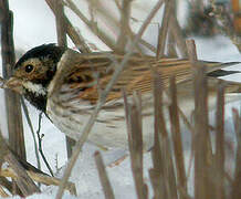 Common Reed Bunting