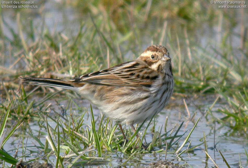 Common Reed Bunting