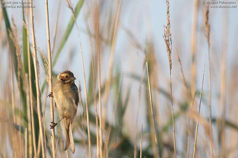 Common Reed Bunting