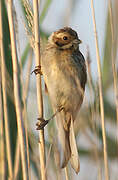 Common Reed Bunting