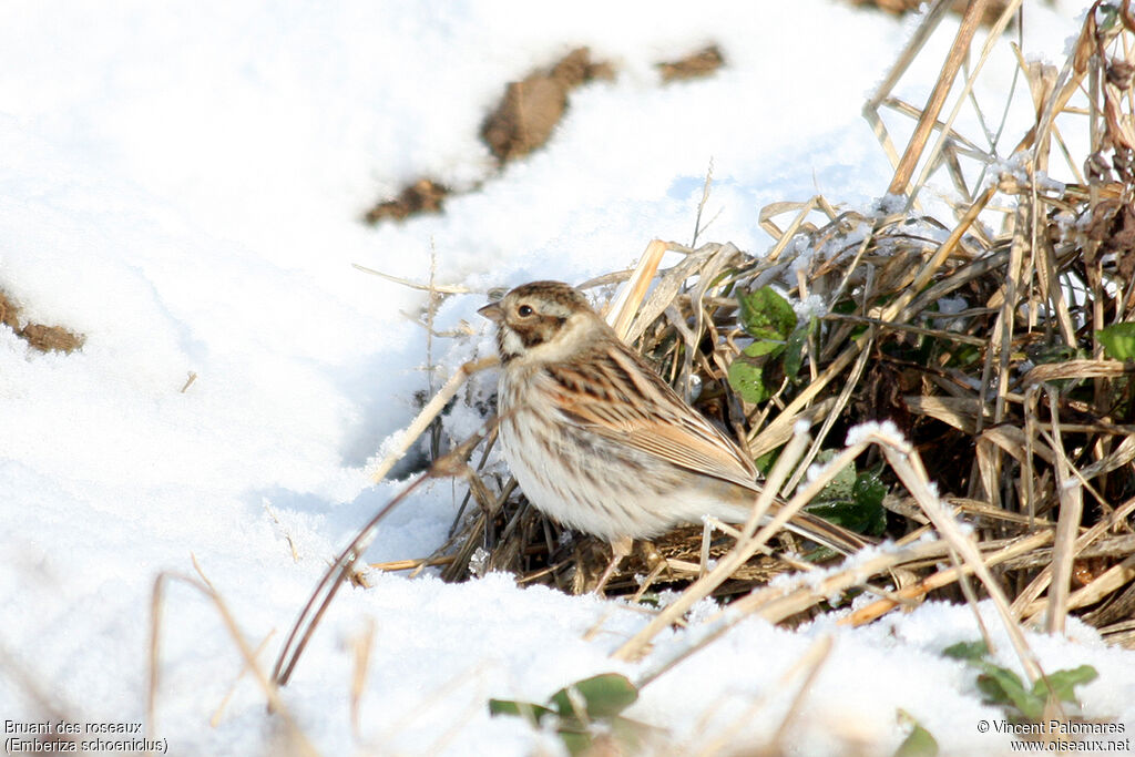 Common Reed Bunting