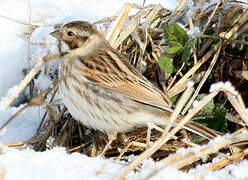 Common Reed Bunting