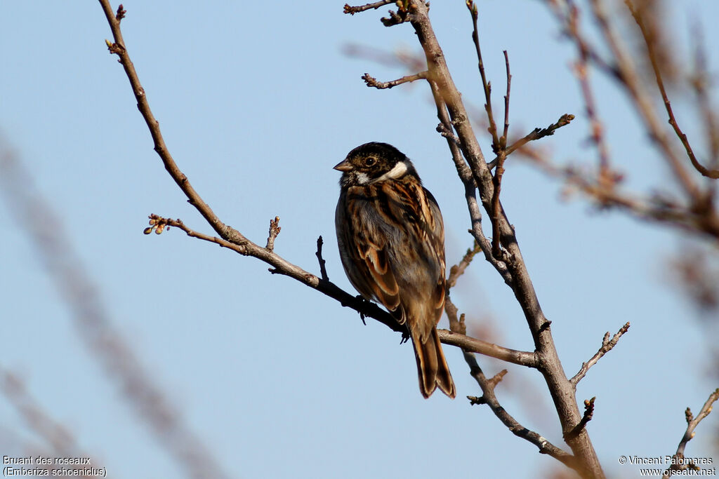 Common Reed Bunting male