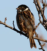 Common Reed Bunting