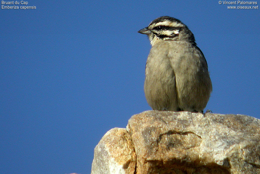 Bruant du Cap