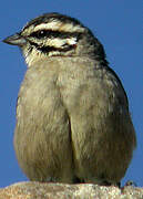 Cape Bunting