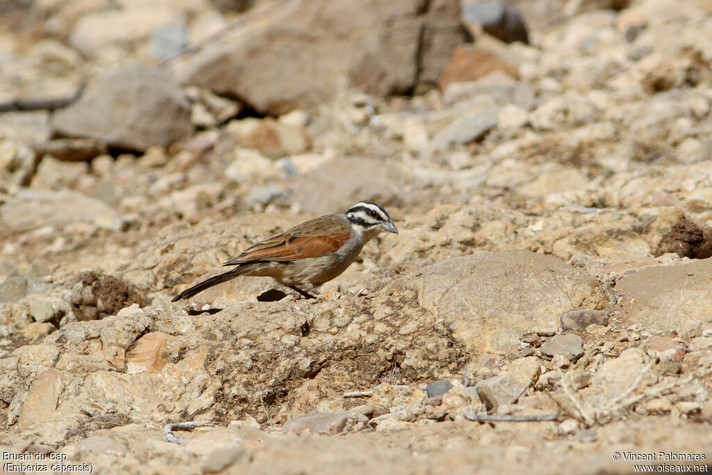 Bruant du Cap