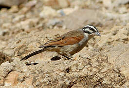 Cape Bunting