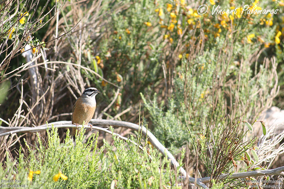 Rock Bunting male