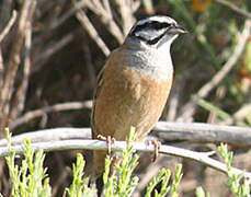 Rock Bunting