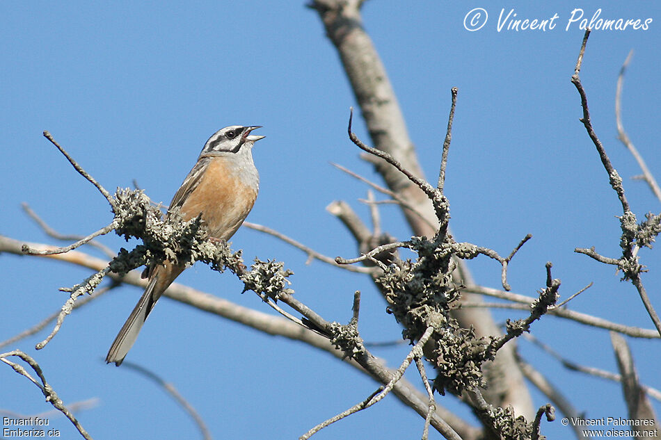 Rock Bunting male, song