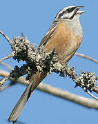 Rock Bunting