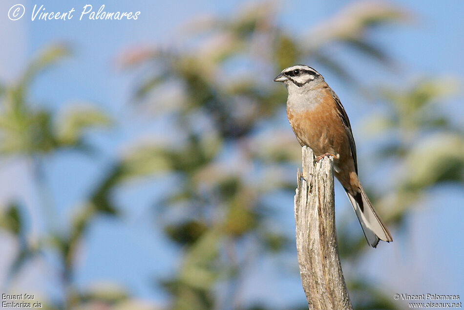 Rock Bunting male