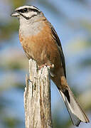 Rock Bunting