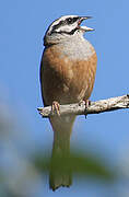 Rock Bunting