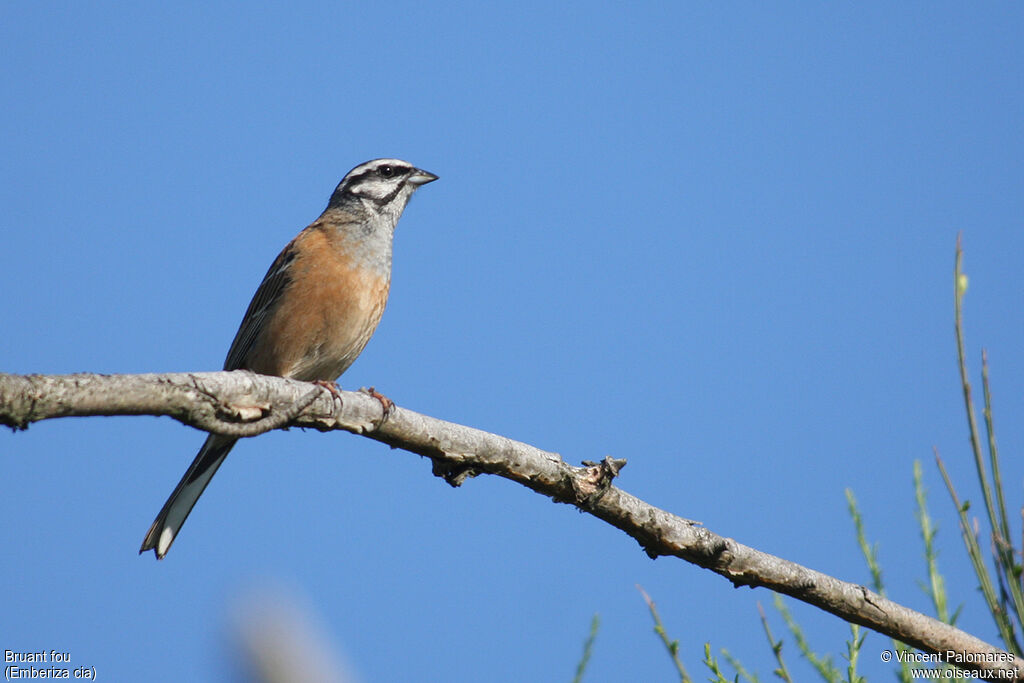 Rock Bunting