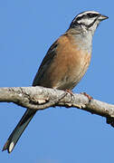 Rock Bunting