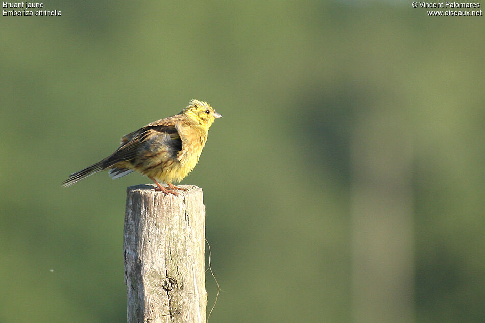 Yellowhammer