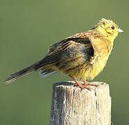 Yellowhammer