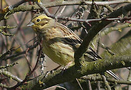 Bruant jaune