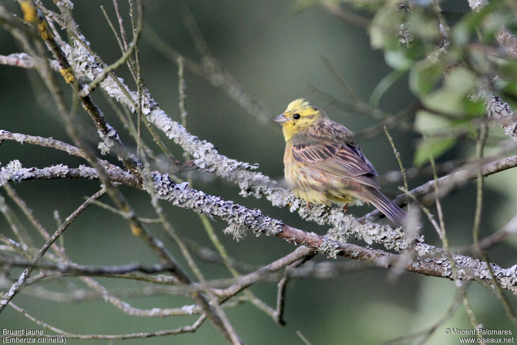 Bruant jaune