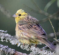 Yellowhammer