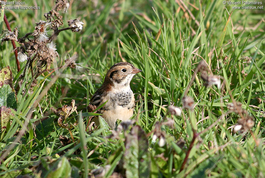 Lapland Longspur