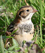 Lapland Longspur