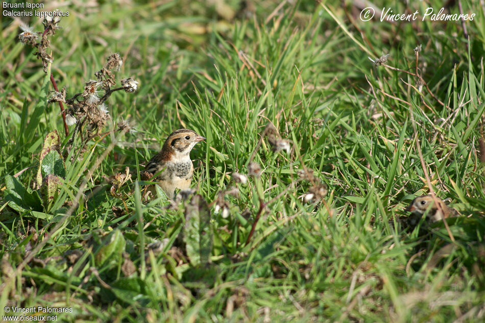 Lapland Longspur