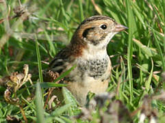 Lapland Longspur