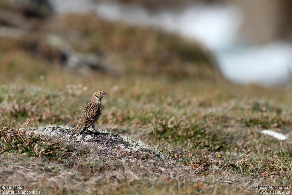 Lapland Longspur