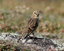 Lapland Longspur