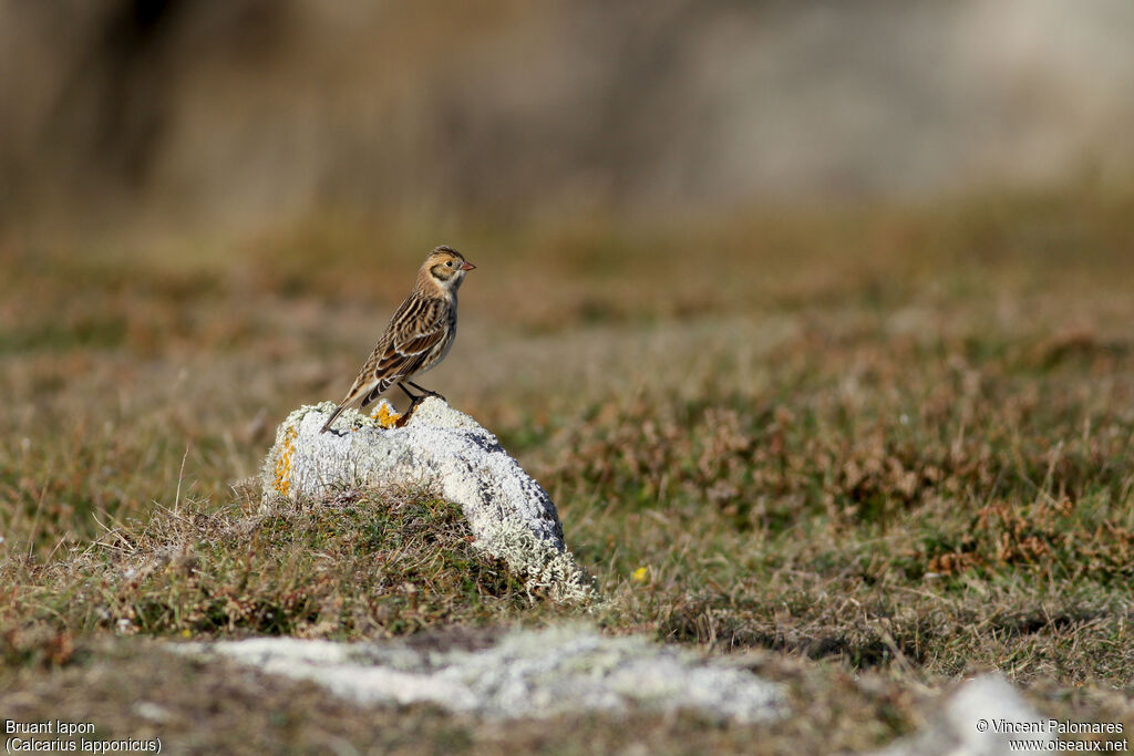 Lapland Longspur