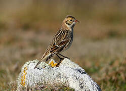 Lapland Longspur