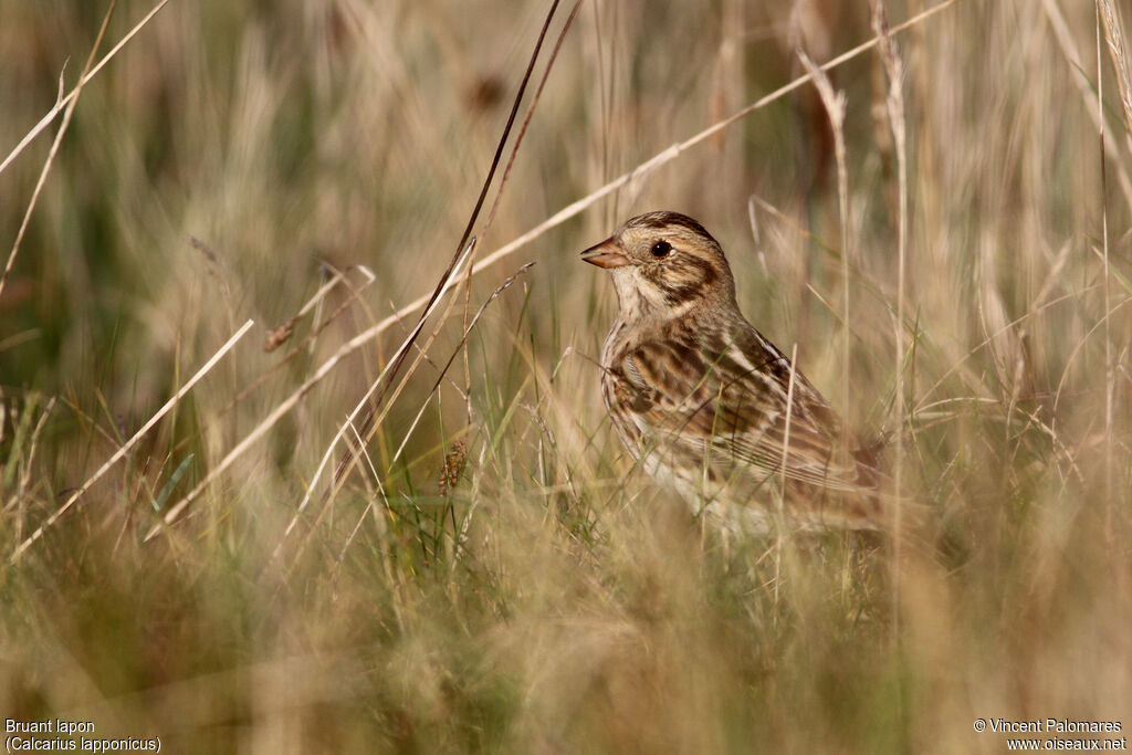 Lapland Longspur