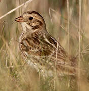 Lapland Longspur