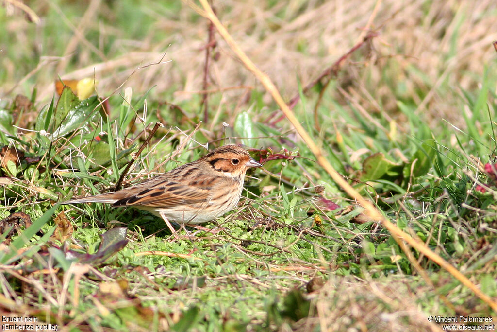 Little Bunting