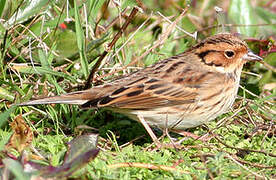 Little Bunting