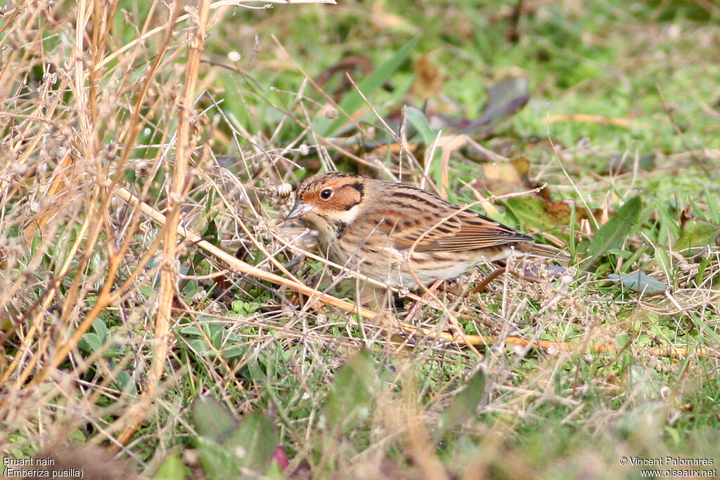 Little Bunting