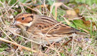 Little Bunting