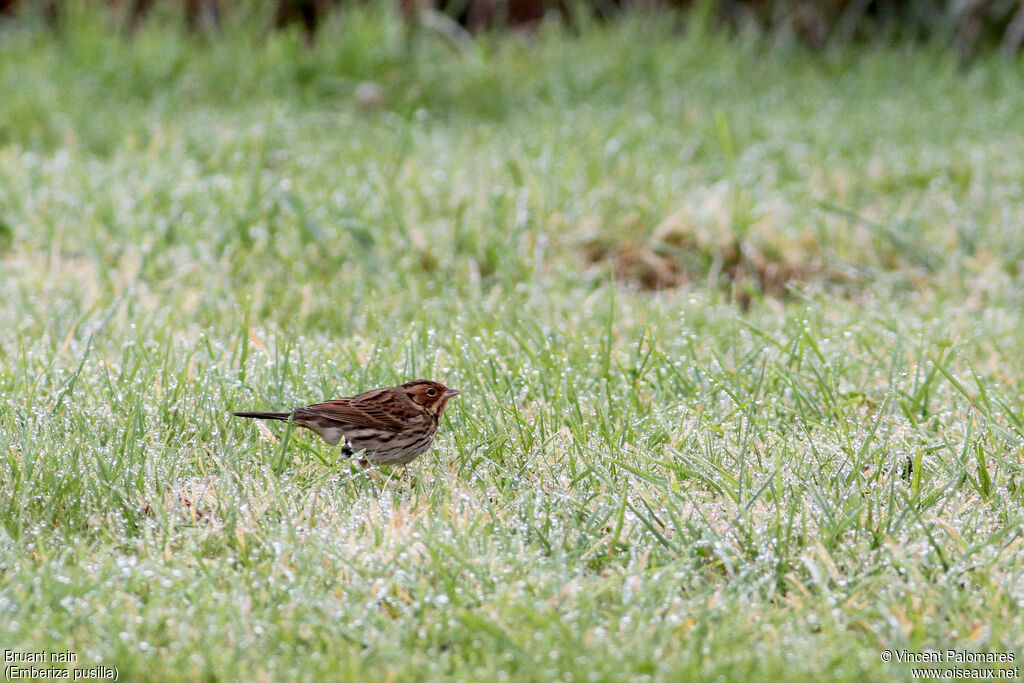 Little Bunting