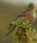 Ortolan Bunting