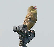 Ortolan Bunting