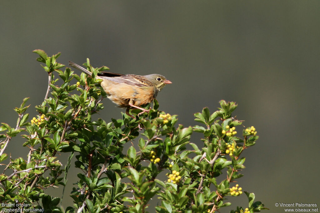 Ortolan Bunting