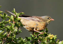 Ortolan Bunting