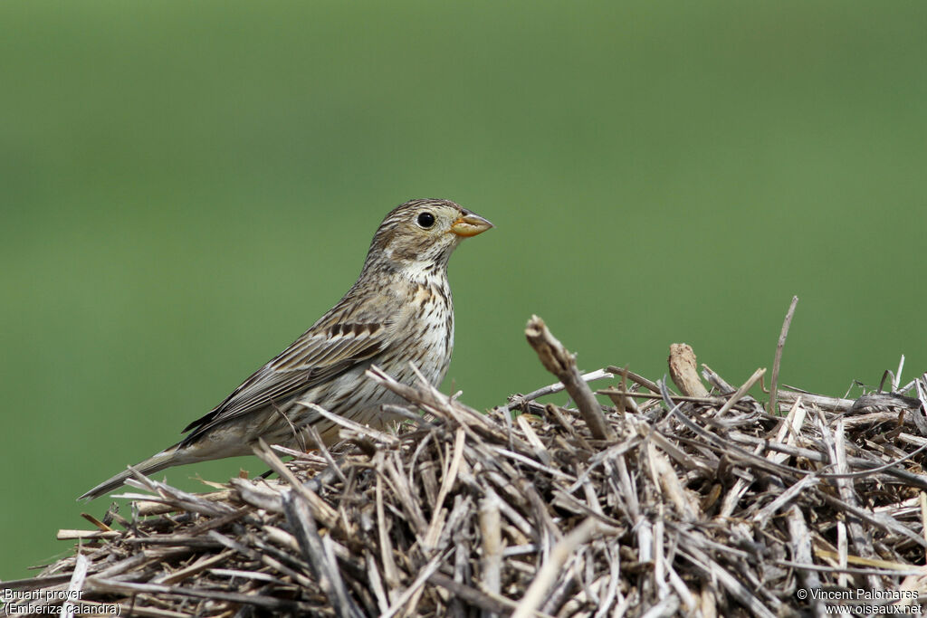 Corn Bunting